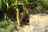 cox_arboretum_3