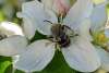 #CaptureTheKentuckyWildlands Photo Contest May/June 2021 - Natural World - Bee on Flower Photo by Sharon Standifer
