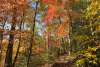 Trails of Color (Sheltowee Trace) by Dustin Robinson
