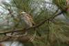Bird on a Pine branch