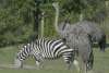 African Journey