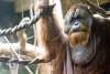 Orangutan