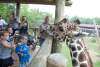 Giraffe Feeding