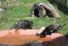 Fort Wayne Children's Zoo Tasmanian Devils