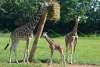 Baby Giraffe