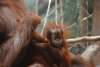 Baby Orangutan