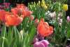 Botanical Conservatory Tulips