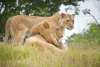 Bill and Ida Lion