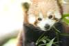 Red Panda at the Zoo