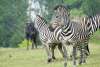 Zebras at the African Journey