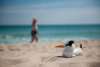 Birdie on the Beach