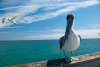Pelican enjoying the beach