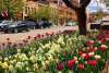 Spring in Downtown Golden