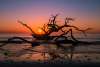 Daybreak at Driftwood Beach