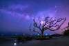 Milky Way over Driftwood Beach