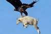 Video Thumbnail - youtube - The Best of Eagle Attacks Caught on Video | Most Amazing Wild Animal Fights |