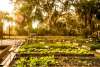Organic Garden