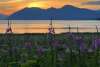 Fireweed near Chilkat State Park