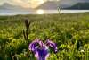 Chilkat Wild Iris