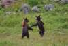 two brown bear cubs dancing