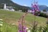 Fireweed on the Parade Grounds