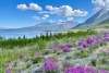 On the Haines Highway are beautiful flowers and gorgeous glaciers