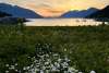 Letnikof Cove Sunset with Daisies. Haines, Alaska