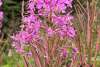Fireweed in bloom