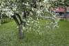 Apple blossoms from the Anway apple tree at the Sheldon museum