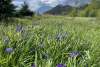 Wild Irises blooming