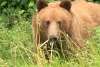 Bears hanging in Haines