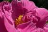 Peony Love