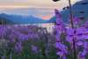 Fireweed