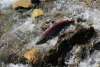 Sockeye salmon jumping through a small waterfall near Chilkat river