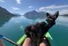 dog on kayak nose fjord waters
