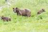 This is the Sow with 2 cubs in the Chilkoot River