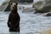 bear in water near Lukat Inlet