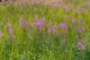 Fireweed