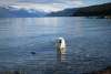 Lady, a mature golden retriever enjoys a summer time swim in Lynn Canal