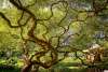 Green Trees in the back with foreground as the swirly branches
