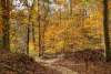 Fall Trail/ Park