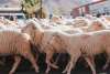 Cedar City Sheep Parade, Livestock & Heritage Festival - October