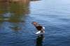 bald eagle going for a fish