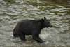 Black bear in water