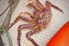 Alaska king crab