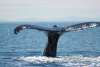 Humpback whale tail