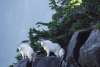 Mountain goats