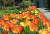 Westbury Gardens - Tulips.jpg