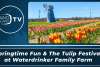 Springtime Fun & The Tulip Festival at Waterdrinker Farm