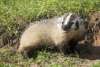 Image of an American Badger, found in the Upper Peninsula of Michigan